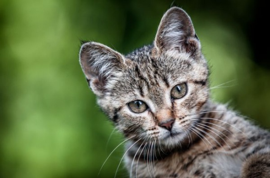MISZKA- 10 tyg. KOTKA z super charakterem, CUDNA PRĘGUSKA do adop